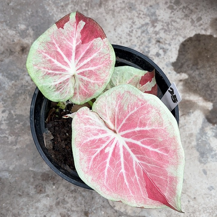 25-0207天堂莲花彩叶芋广东现货