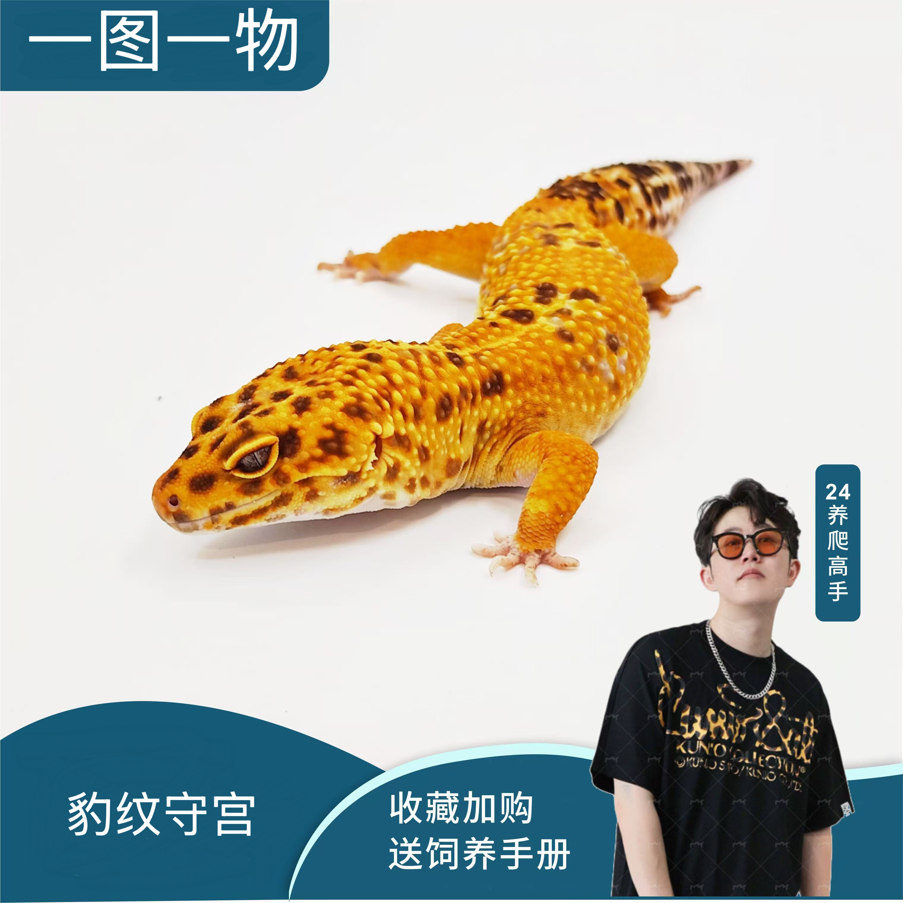 一图一物挑选豹纹守宫成体入门活体温顺可爱适合懒人饲养的爬宠