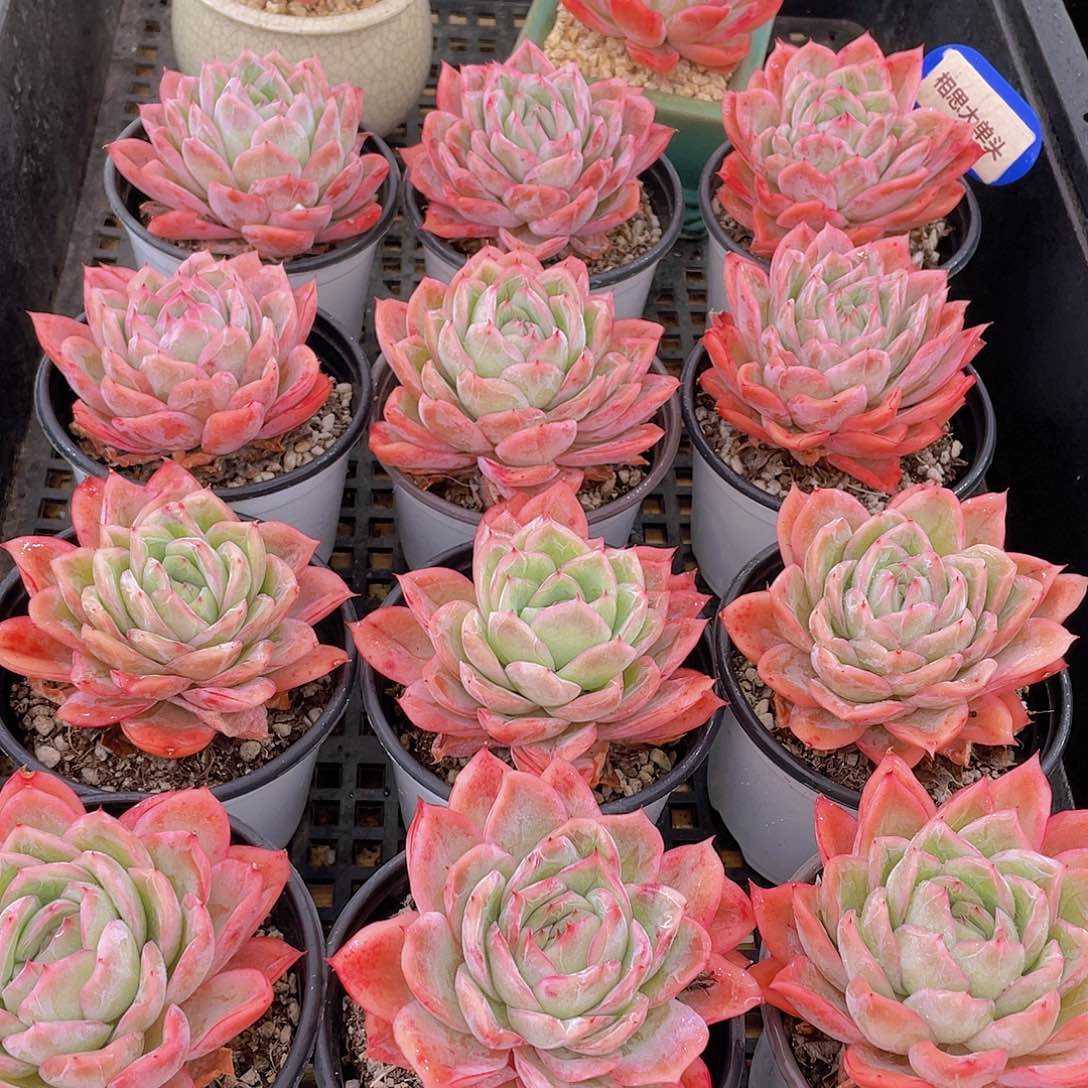 量拍133号 相思大单头一个