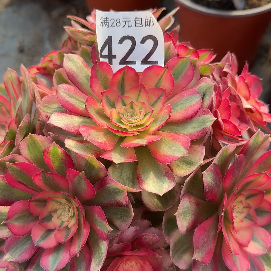 荔枝00000000000422