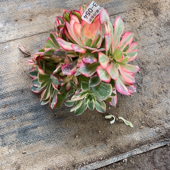 家***女54黑膜锦无根多肉1234557