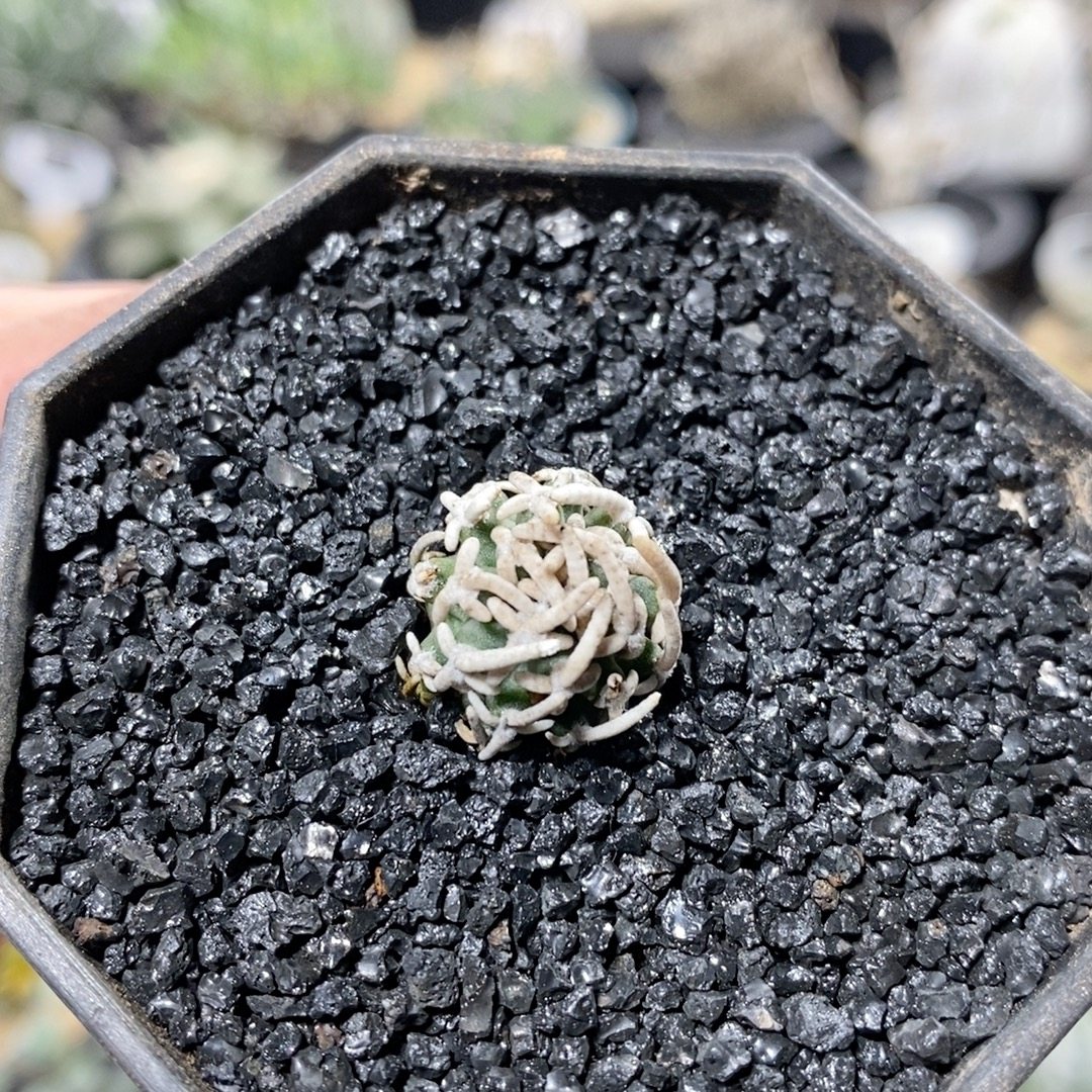 57号自根飞鸟仙人球1.8cm