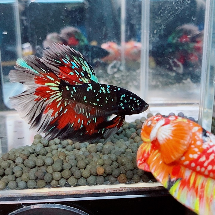 @***川斗鱼黑197号巨斗半月