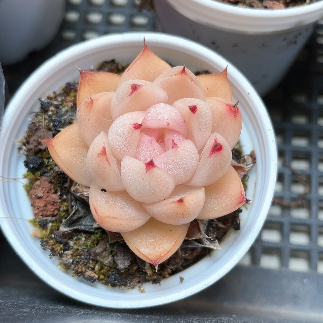 优选麦秆福利8915