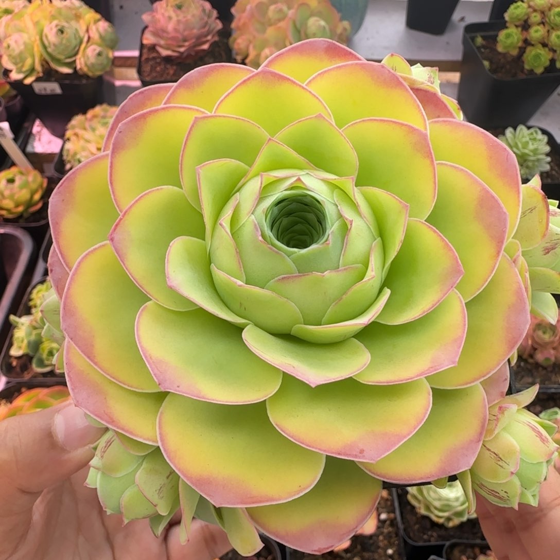 Y746半城玫瑰情澜