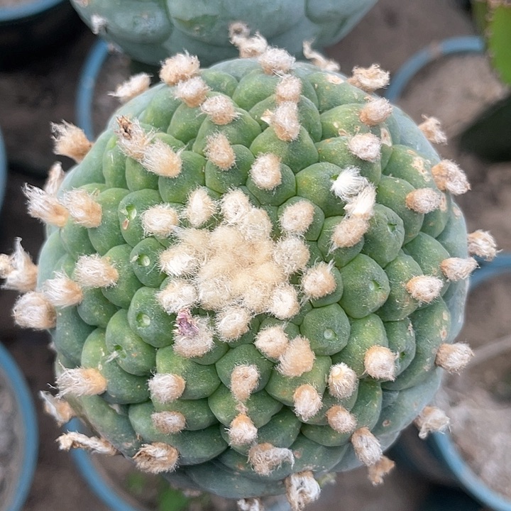 一代侧芽仙人球开花