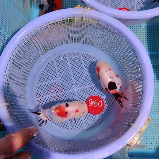 金鱼096兰寿两只特价顺丰包邮