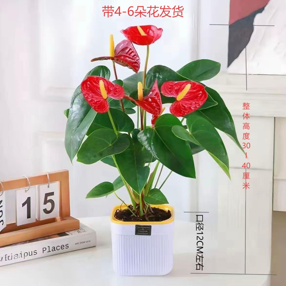 红掌盆栽带花室内家居绿植四季开花鸿运当头可驱蚊