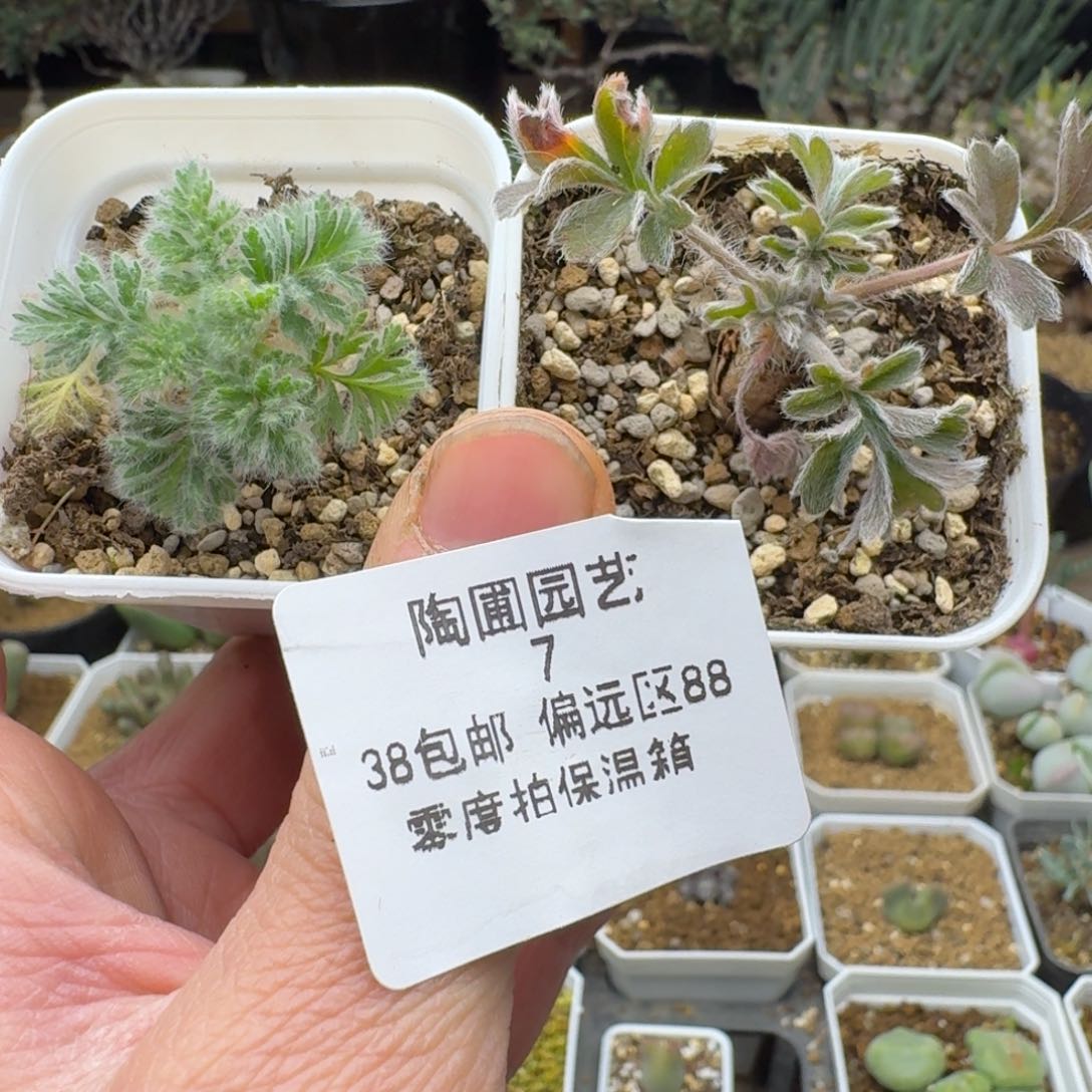 7号羽叶加红花多肉。