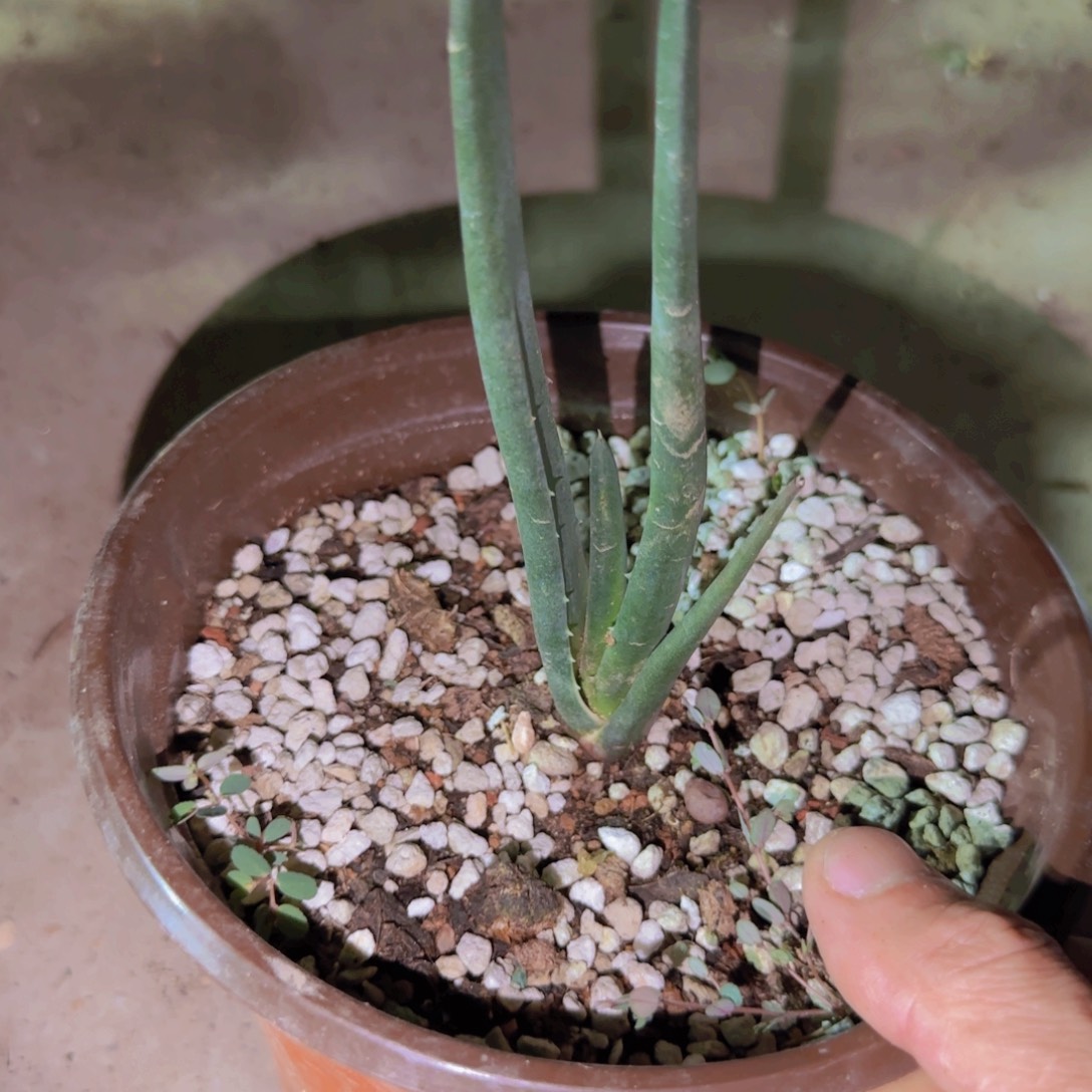 块根植物块根植物