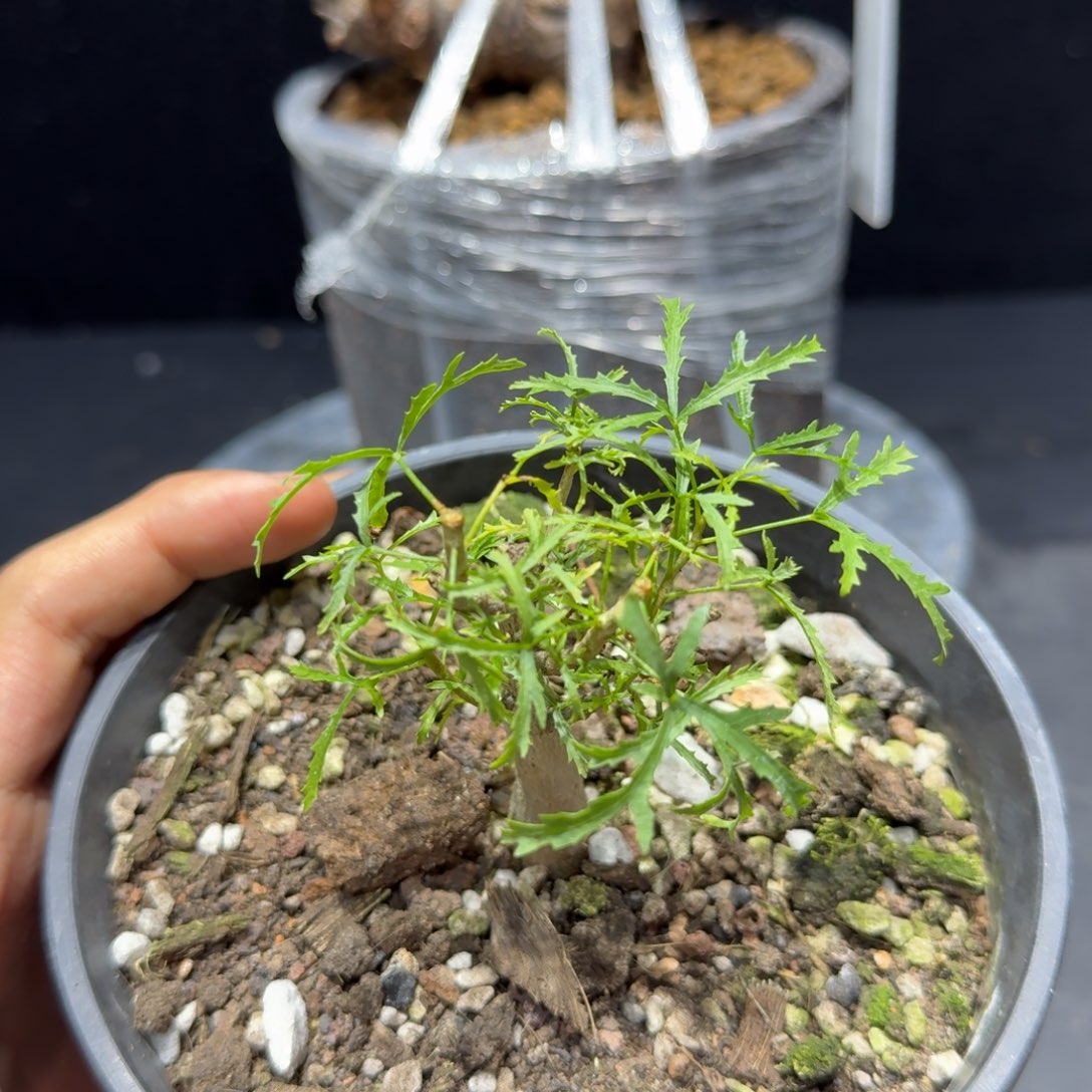 飞羽没药实生小苗