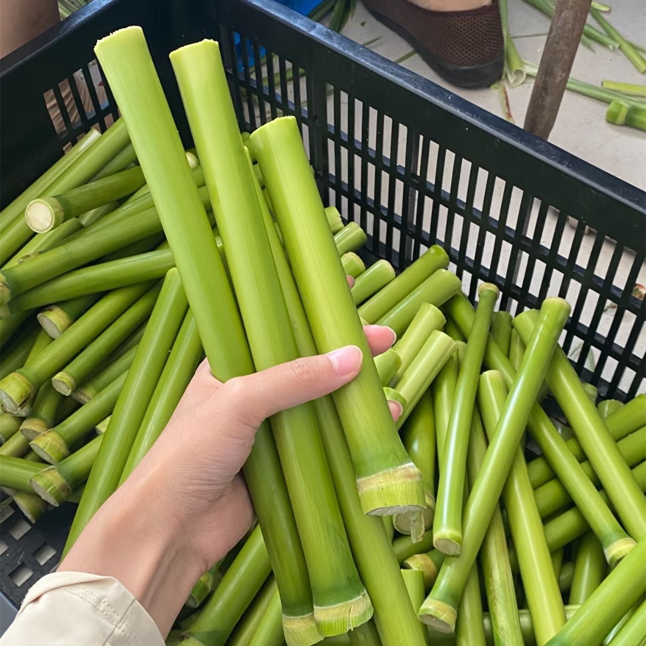 新鲜甜杆 甜芦粟甜杆正宗北方甜高粱微甜小时候味道2斤 5斤