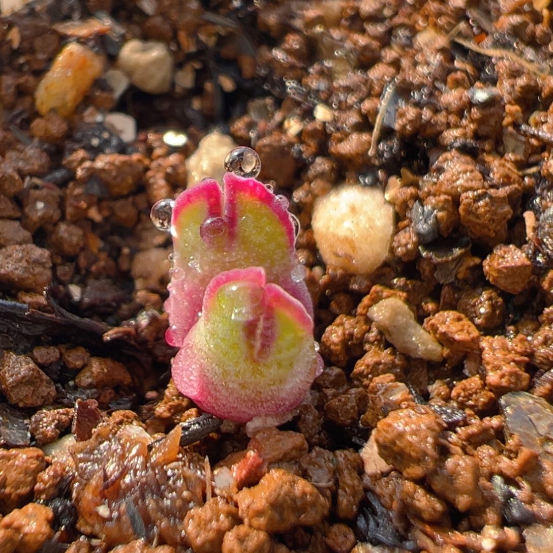 61多肉植物百科猪蹄arm985