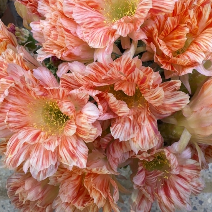 30丽花五花肉歪2到3公分左右无根侧牙，20包邮