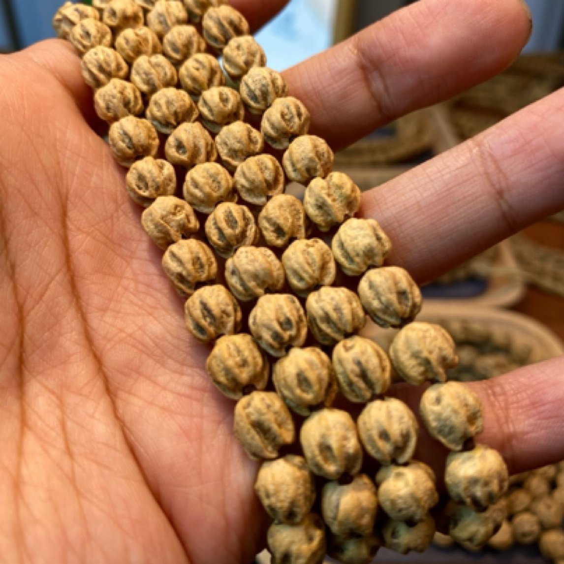 毕业款柏香 郁金香原桩深坑多楞鬼脸百香