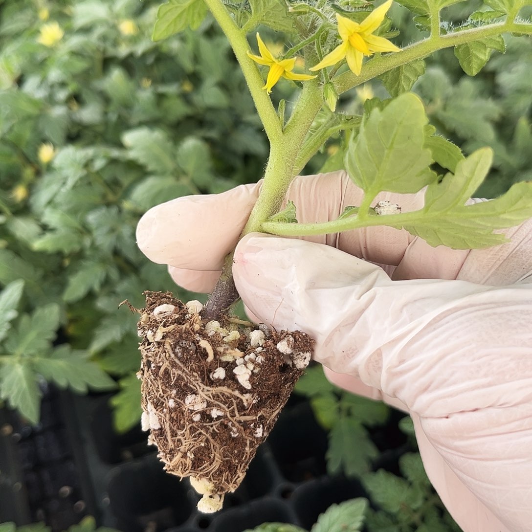 红矮生5黄矮生5番茄