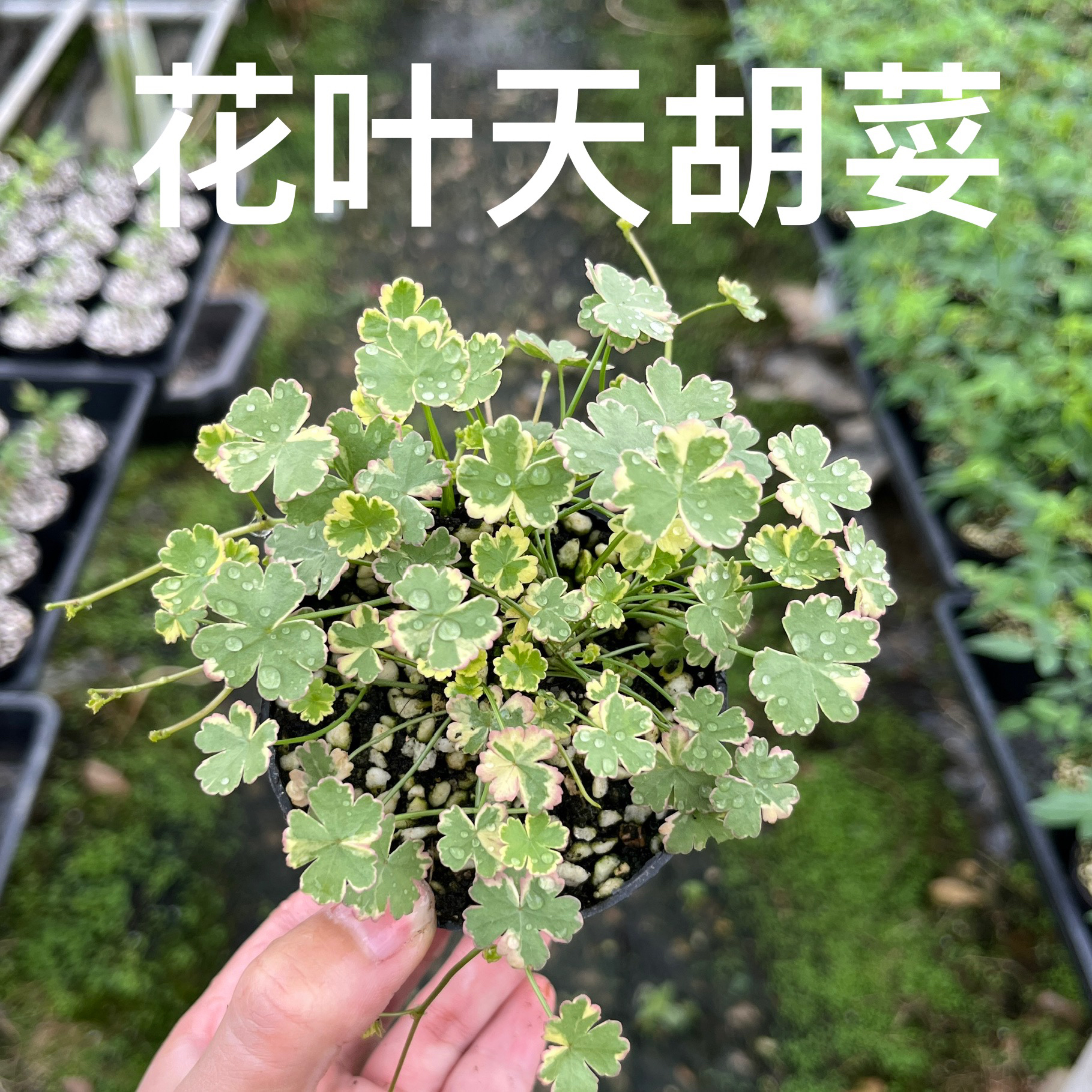 花叶天胡荽水晶糖果盆栽水草地被耐热鱼缸雨林缸水族绿植垂吊耐阴