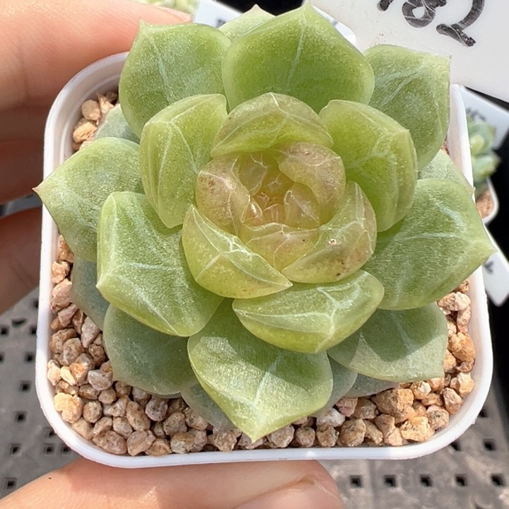 782号无尽灯有晒斑