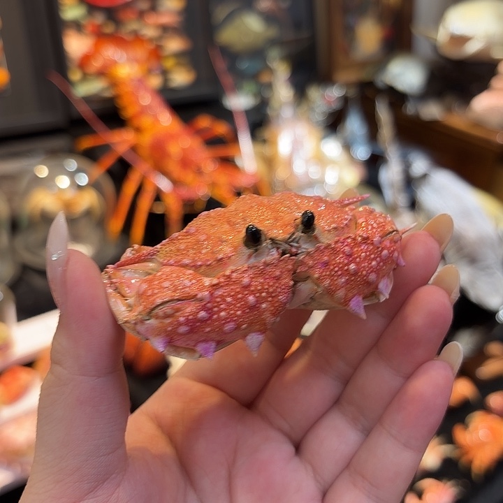 真实武装框型蟹标本