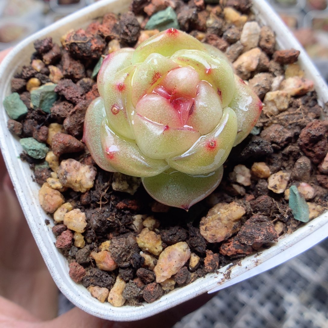 无花朵S194。 yyyyyyyy