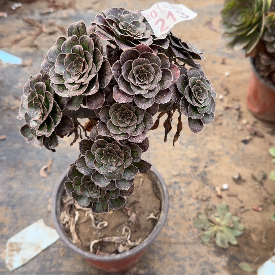 拉丝锦213满20包邮断枝不包