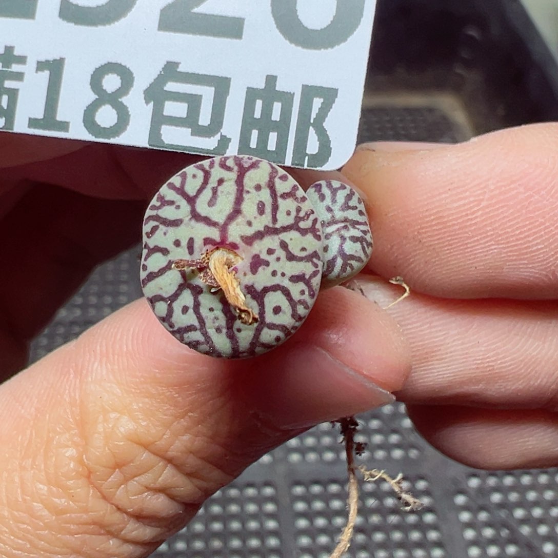 【闪购商品】1326…..