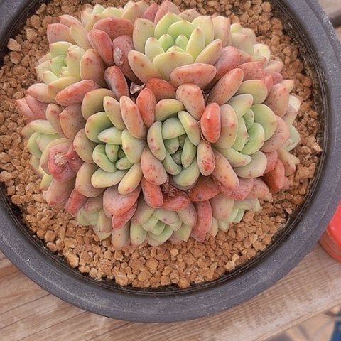 爱丽儿朵朵缀一物一拍