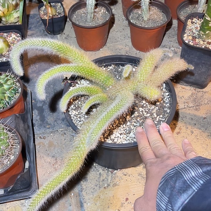 满38包邮2天凑单，脱土晾根发货多肉植物