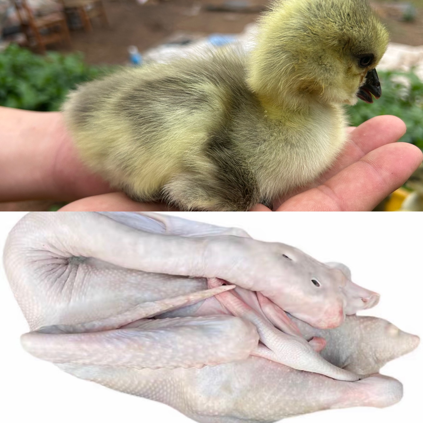 潮汕特大狮头鹅【3两左右】狮头鹅肉 鲜肉翅膀包邮 鹅头 鹅掌 鹅