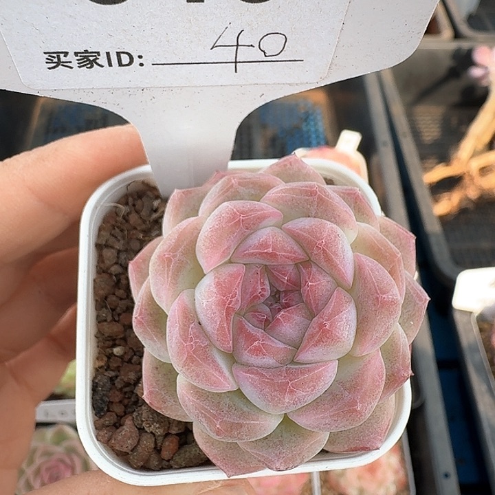 杂交多肉植物346