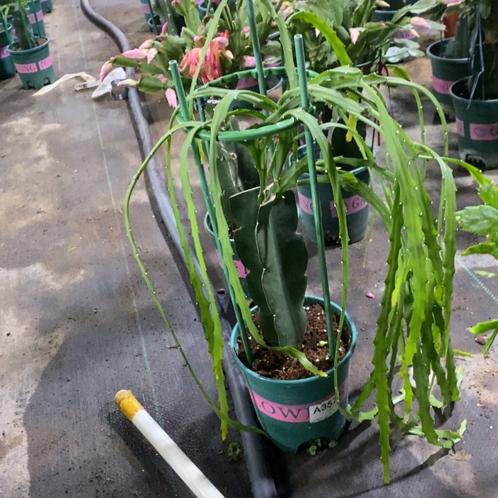 大部分花苞少量开放?****主357菲菲拉