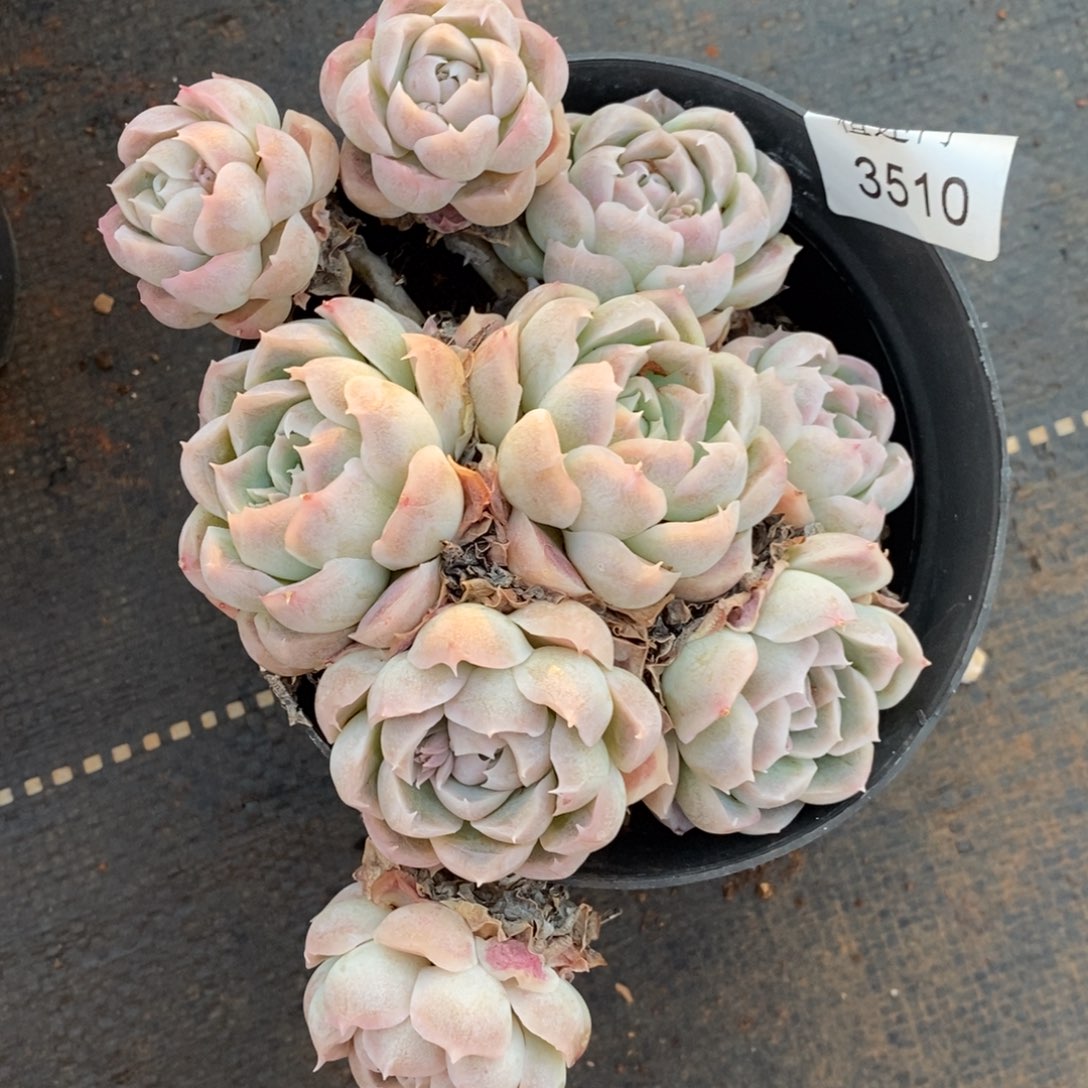 衣*杂交精品多肉3510