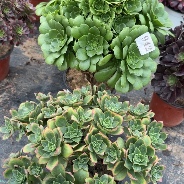 942绿玫瑰➕星灿包邮。      