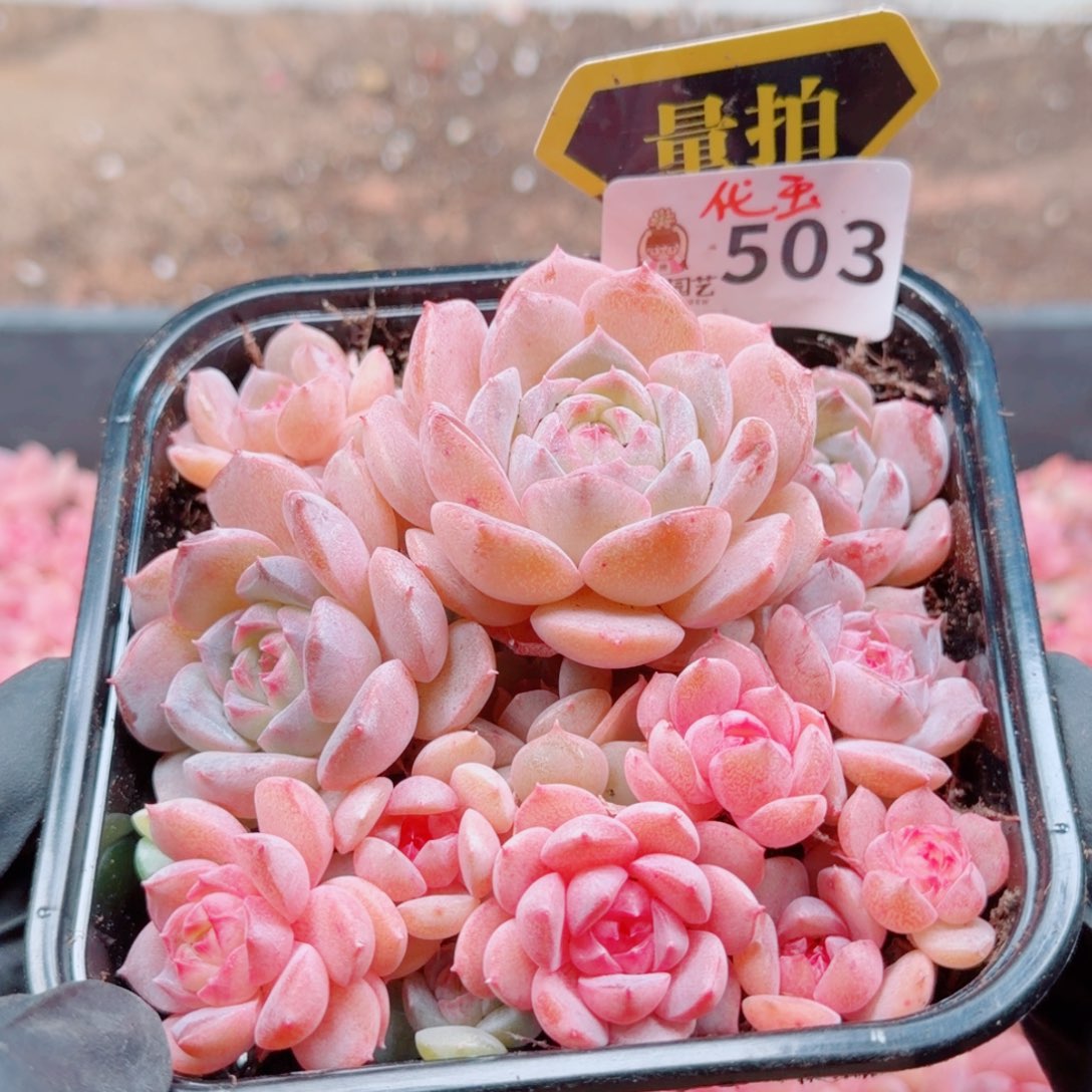 多肉植物多肉植物