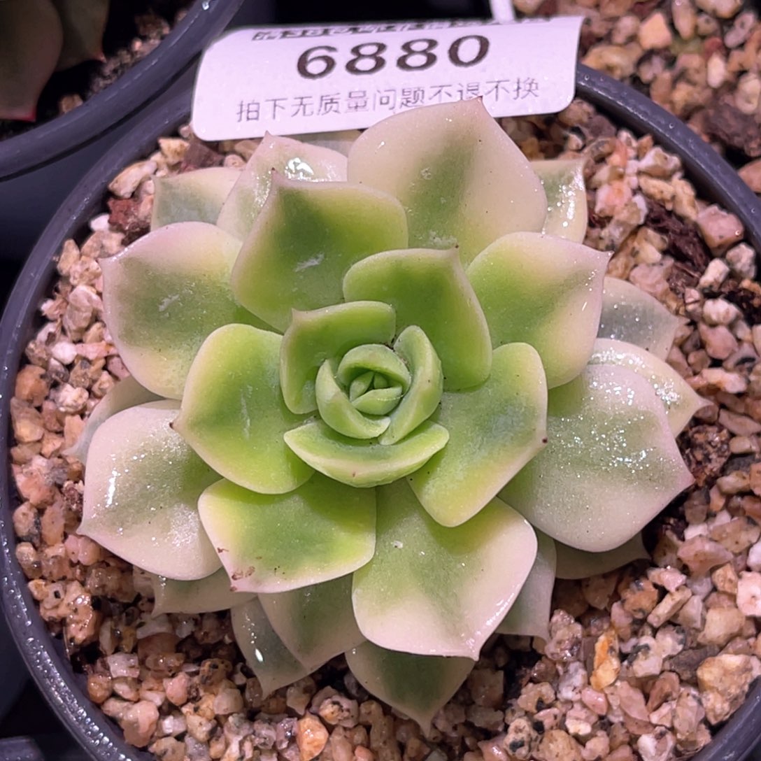 多肉特价范女王锦6880