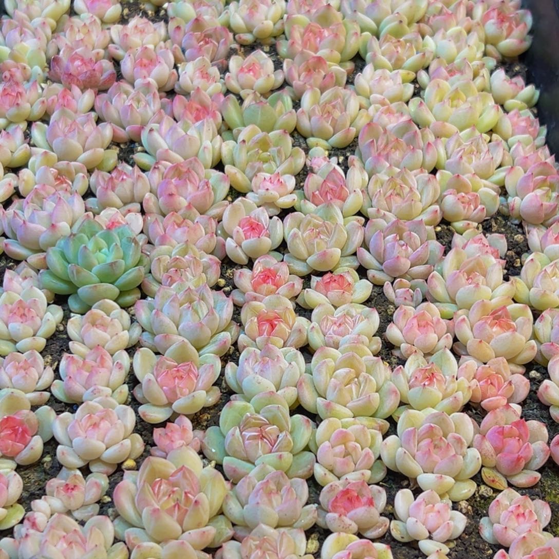 639多肉葡萄领导人物额