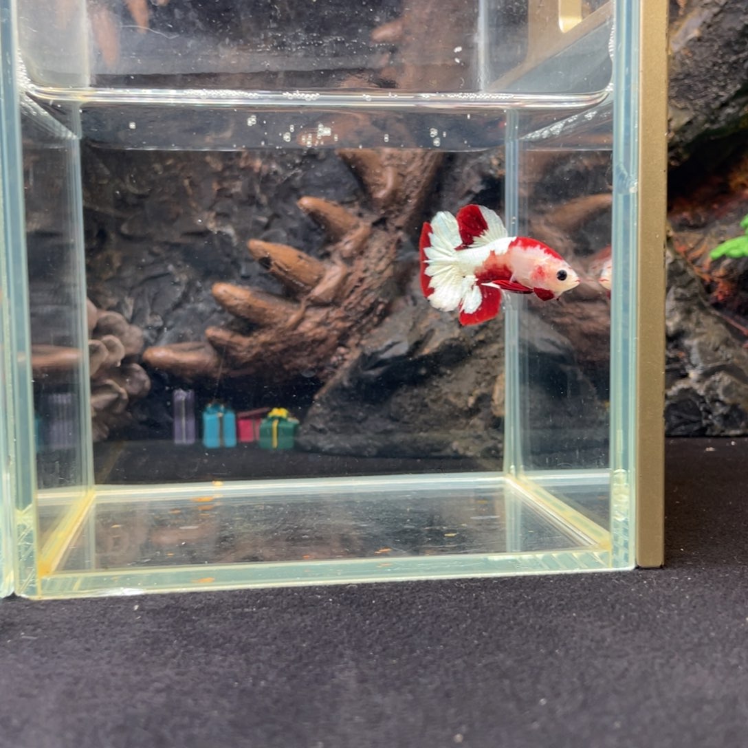 斗鱼十二月二十一日竞价