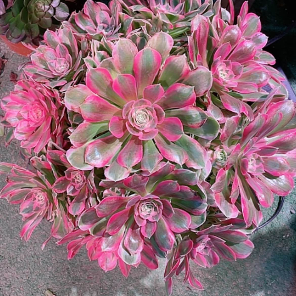 【闪购商品】法师好看也好呀，粉女郎