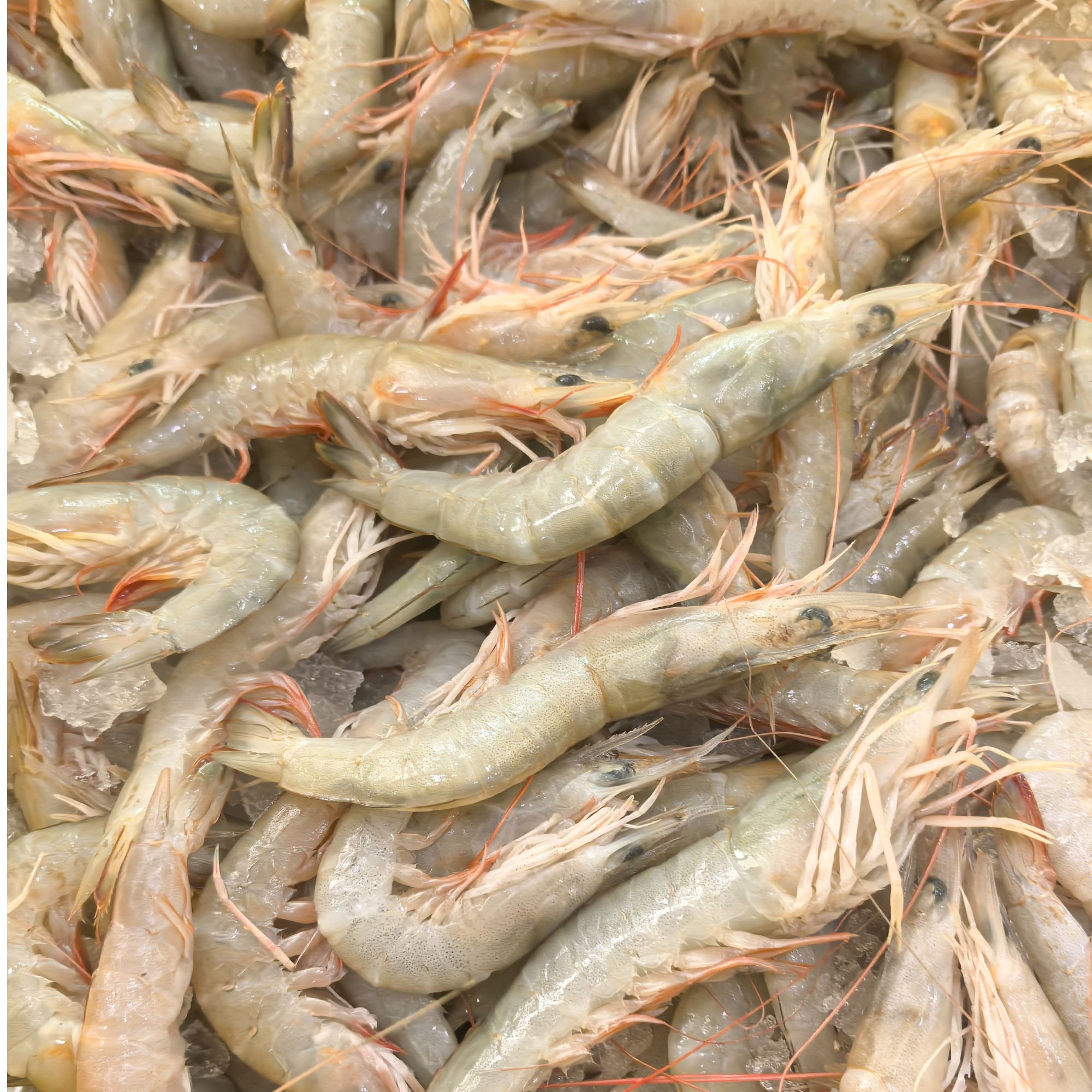 顺丰冷链沙卢虾海虾厦门发货