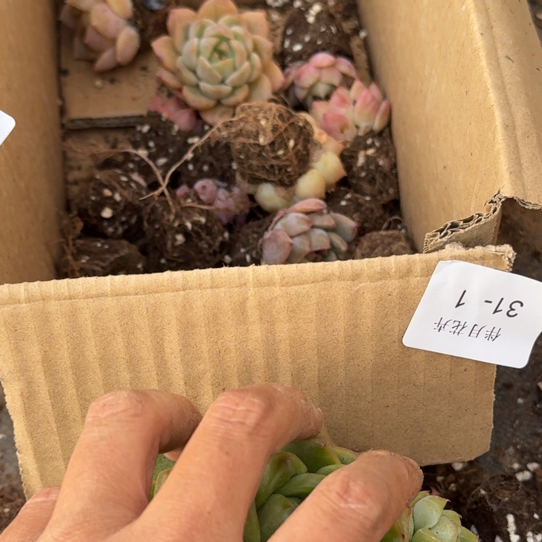 31-40绿翡翠加六号箱子多肉量拍（50颗左右）