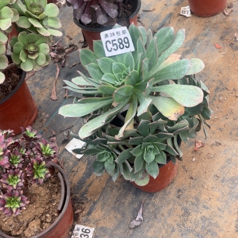 589粉仙桃不包断枝