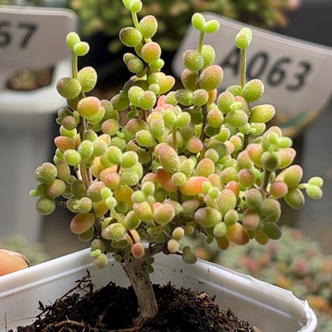 12葡萄米优选枝干番杏