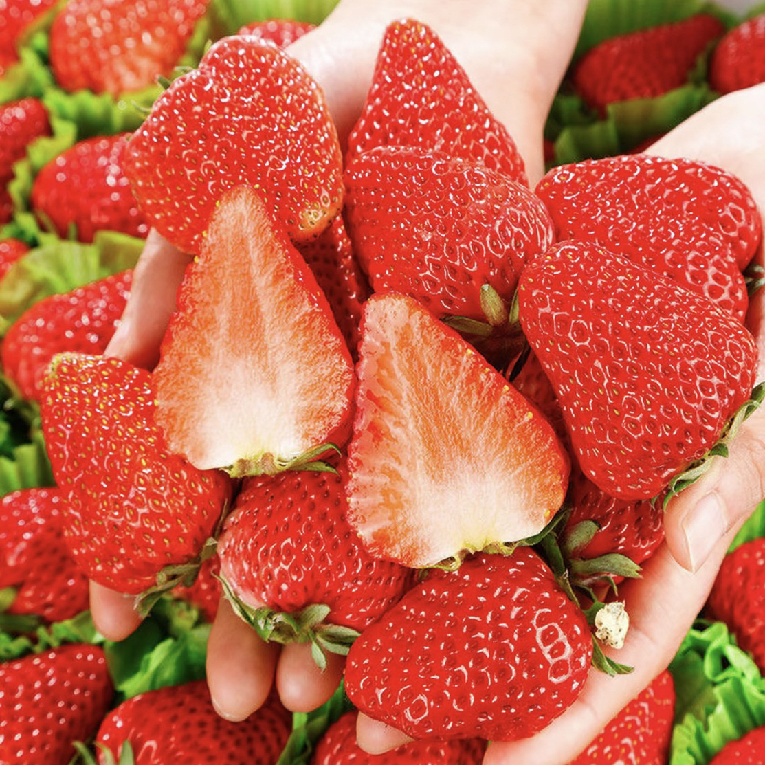 九九红颜草莓顺丰包邮现摘现发