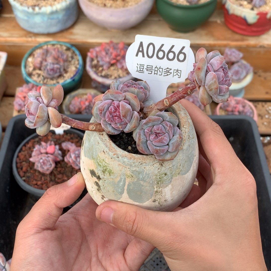 A0666 突尼斯小脸飘枝 有砍 13cm