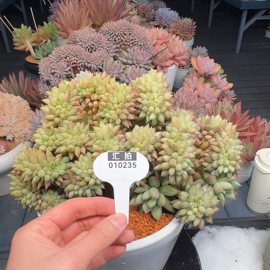 精品多肉植物010235