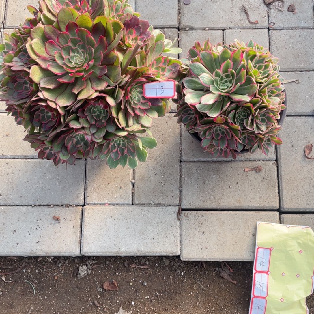 法师多肉植物等多