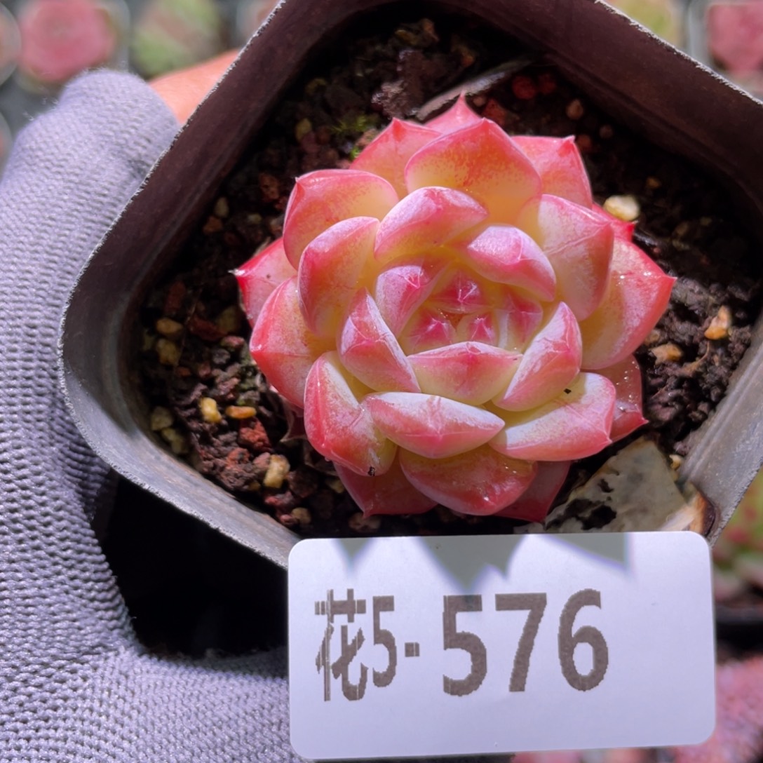 花利美5-576白桃汽水