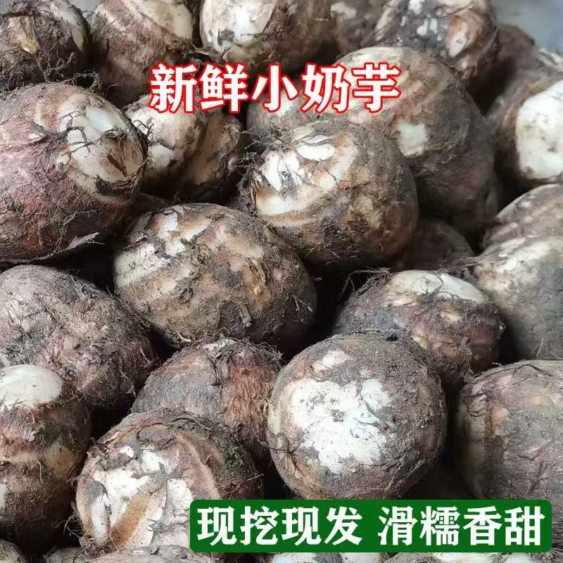 茶陵农家种植芋头毛芋