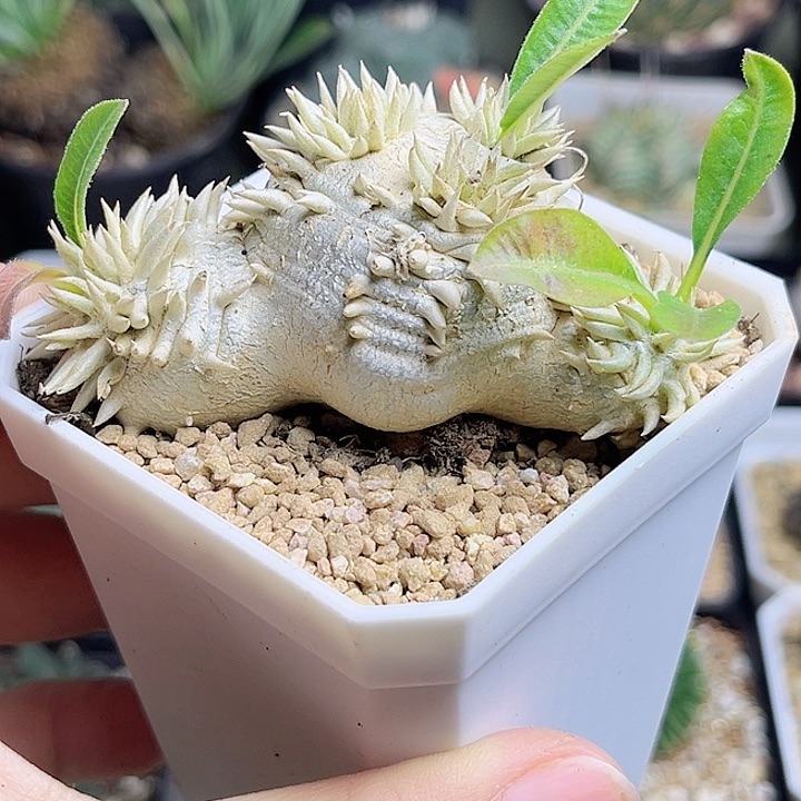 惠比须笑一颗6.7公分