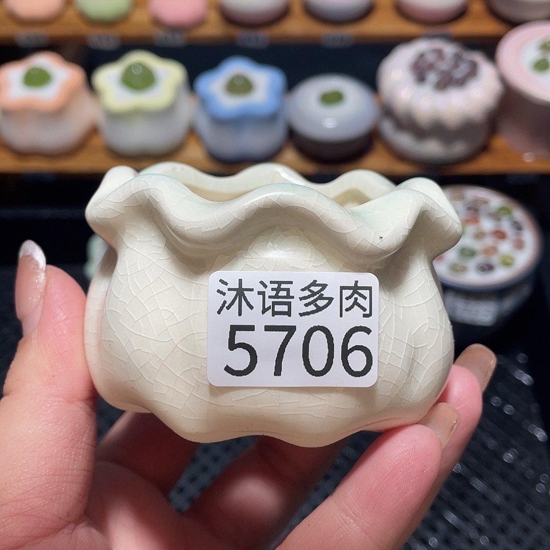 @****带盆土植物 一物一拍5706